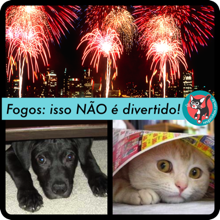 Como proteger os gatos em época de fogos de artifício